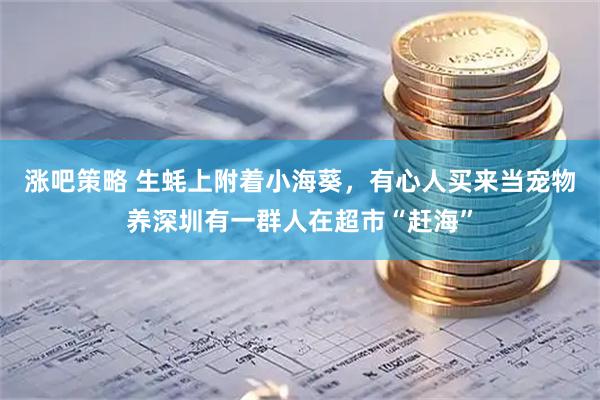 涨吧策略 生蚝上附着小海葵，有心人买来当宠物养深圳有一群人在超市“赶海”