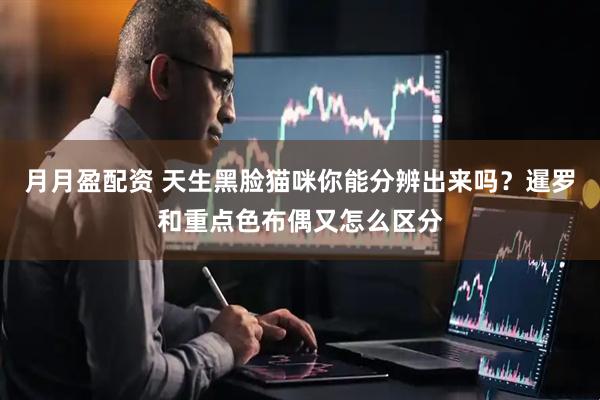月月盈配资 天生黑脸猫咪你能分辨出来吗？暹罗和重点色布偶又怎么区分